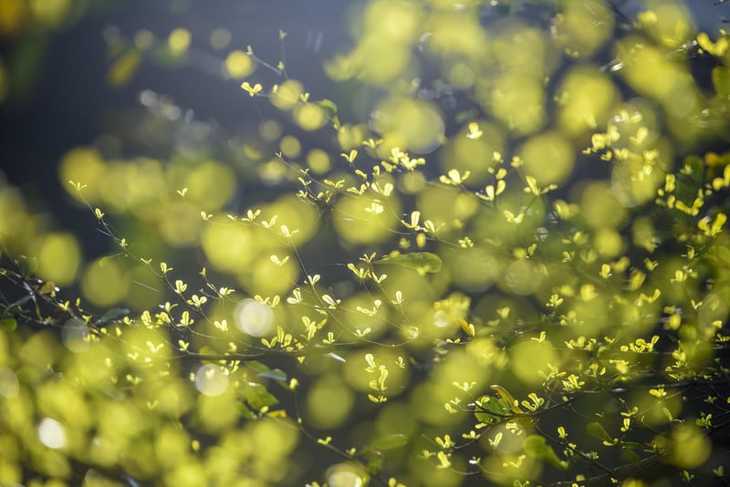 Spring Renewal