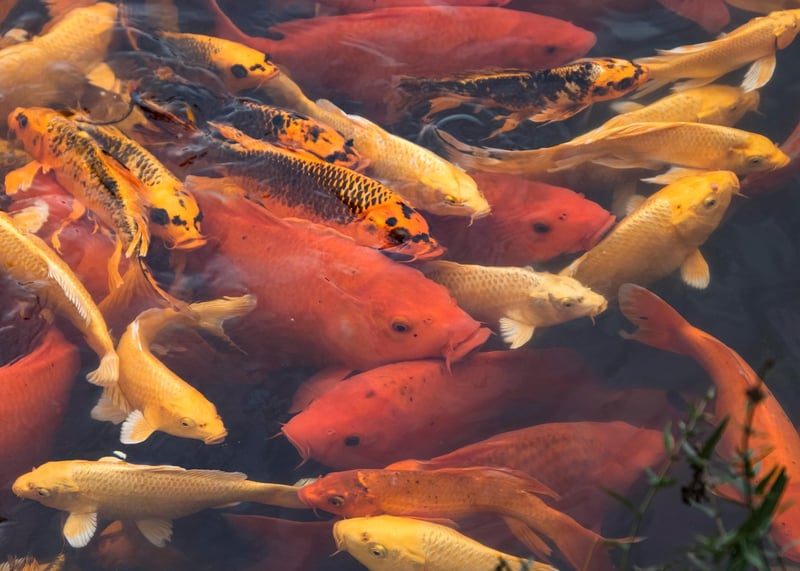 Koi Fish
