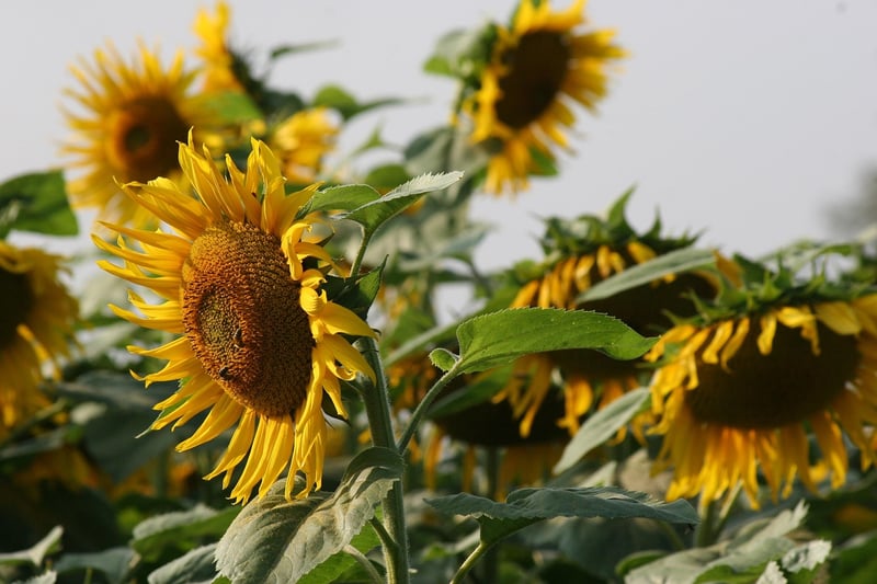 Sunflower Field